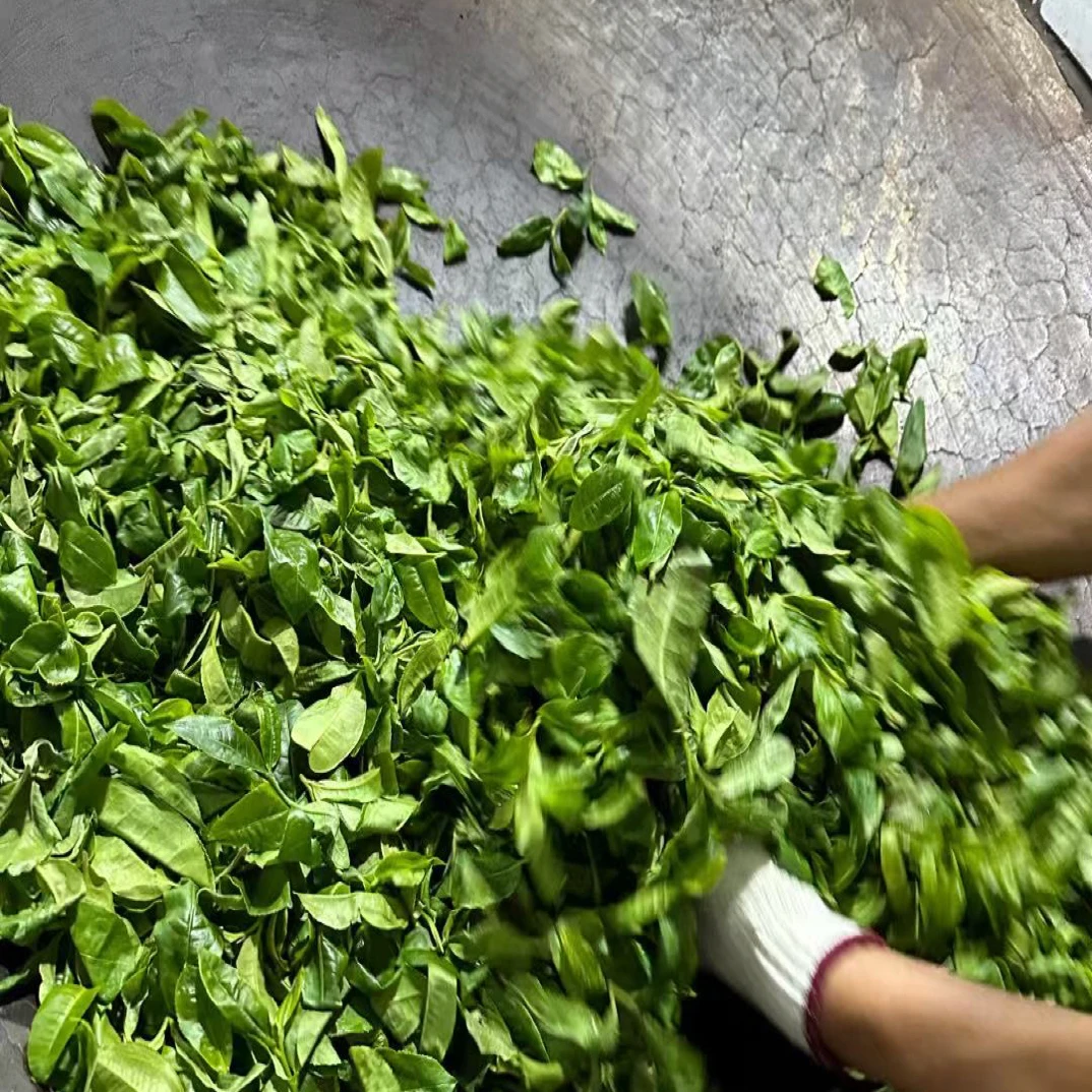 单株·2025年冰岛老寨600年古树单株头春头采普洱茶生茶散料