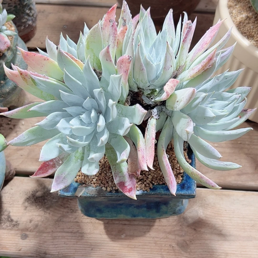 3456奴雪仙女杯多肉