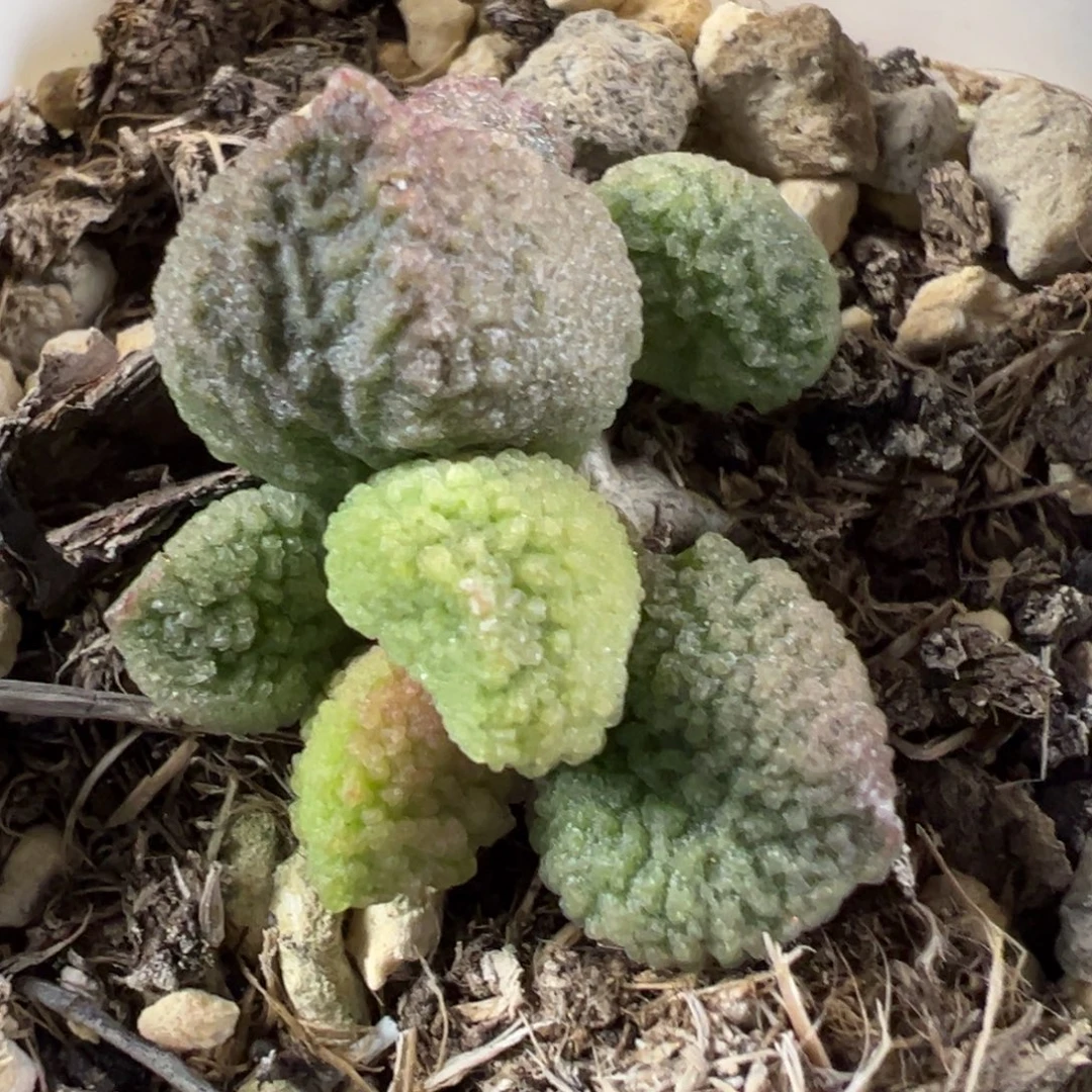 小包子新品多肉植物水泡实生新品