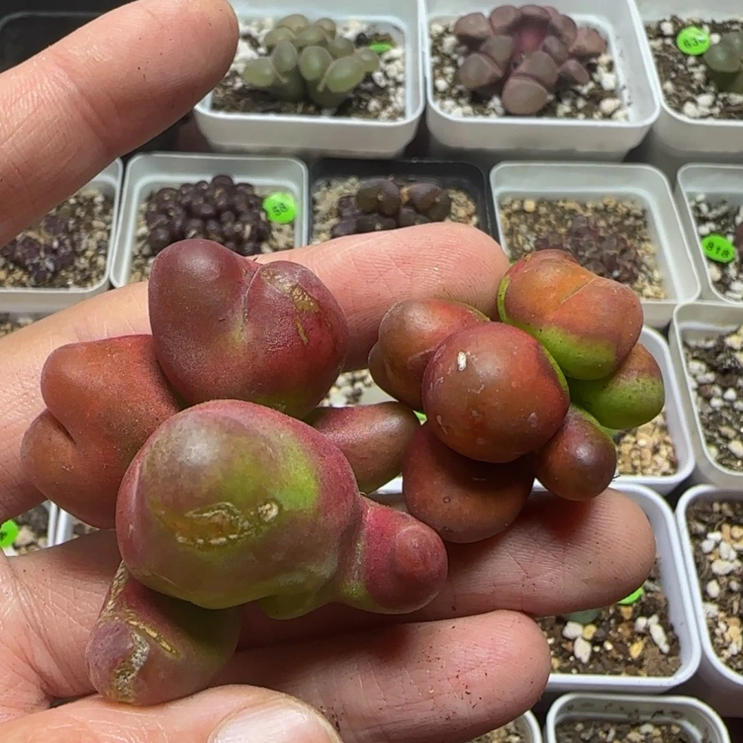 ᥇***ᦔ专拍漂亮多肉植物4
