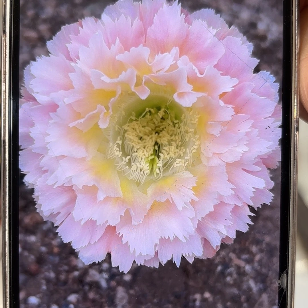 彩草颜如玉7.5-8公分左右