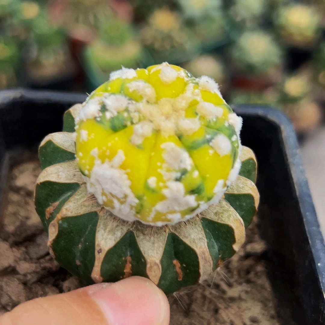 无花朵福利苗接长毛散斑兜锦582