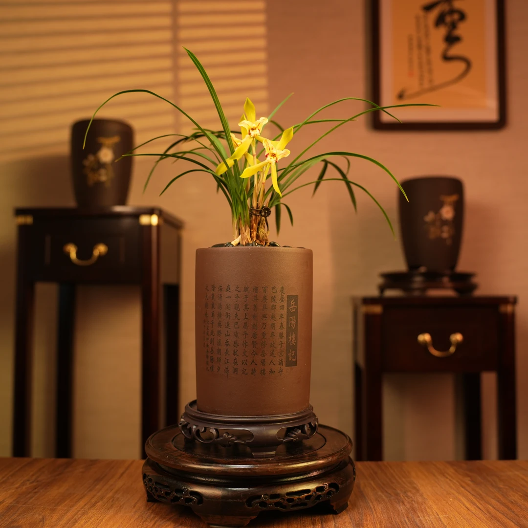 【老种黄金蕊蝶】春兰精品国兰高端品质兰花室内绿植盆栽新手好养