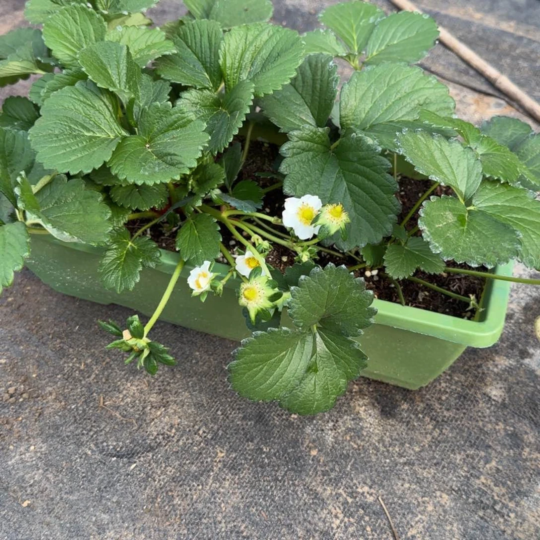 邦***子完全开放粉玉草莓