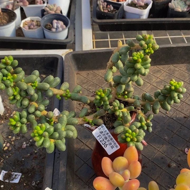 绿龟卵236多肉植物