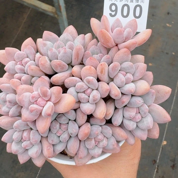 丸叶香水         精控精养多肉植物