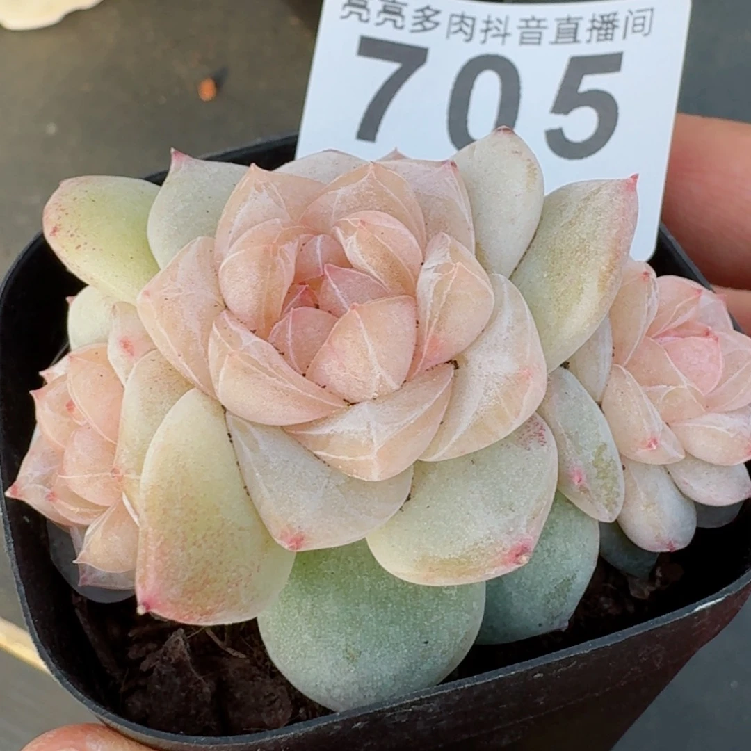 三头梨花雨白体         精品多肉