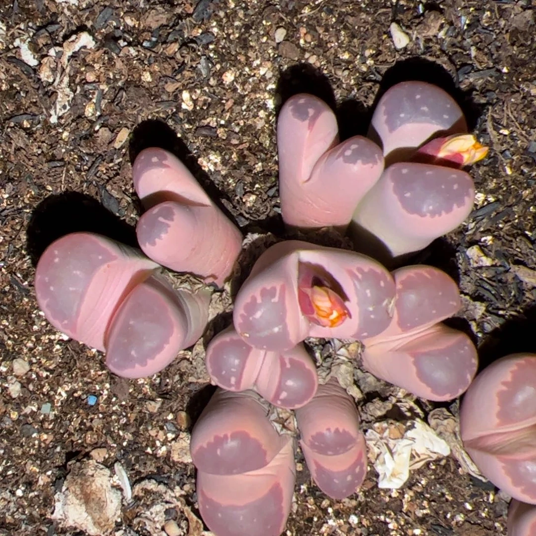 橄榄 多肉植物 多肉植物