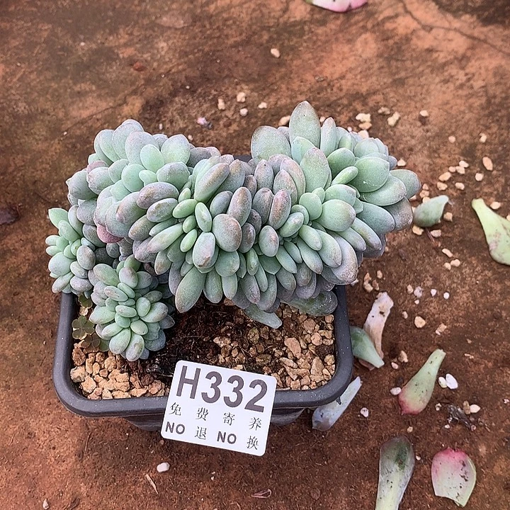 粉兔缀化 非偏远38包邮 节后发