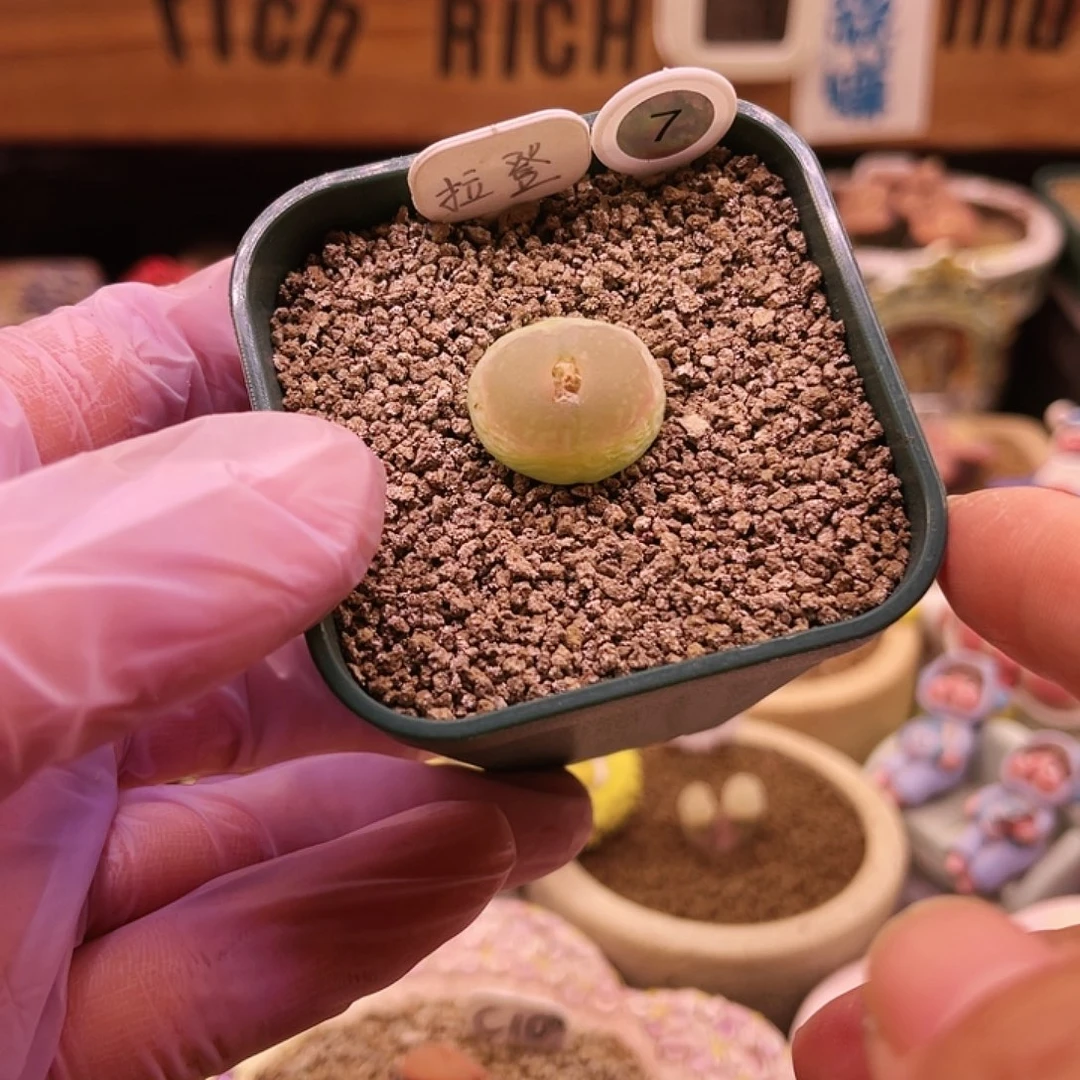 登登子可带盆土发货