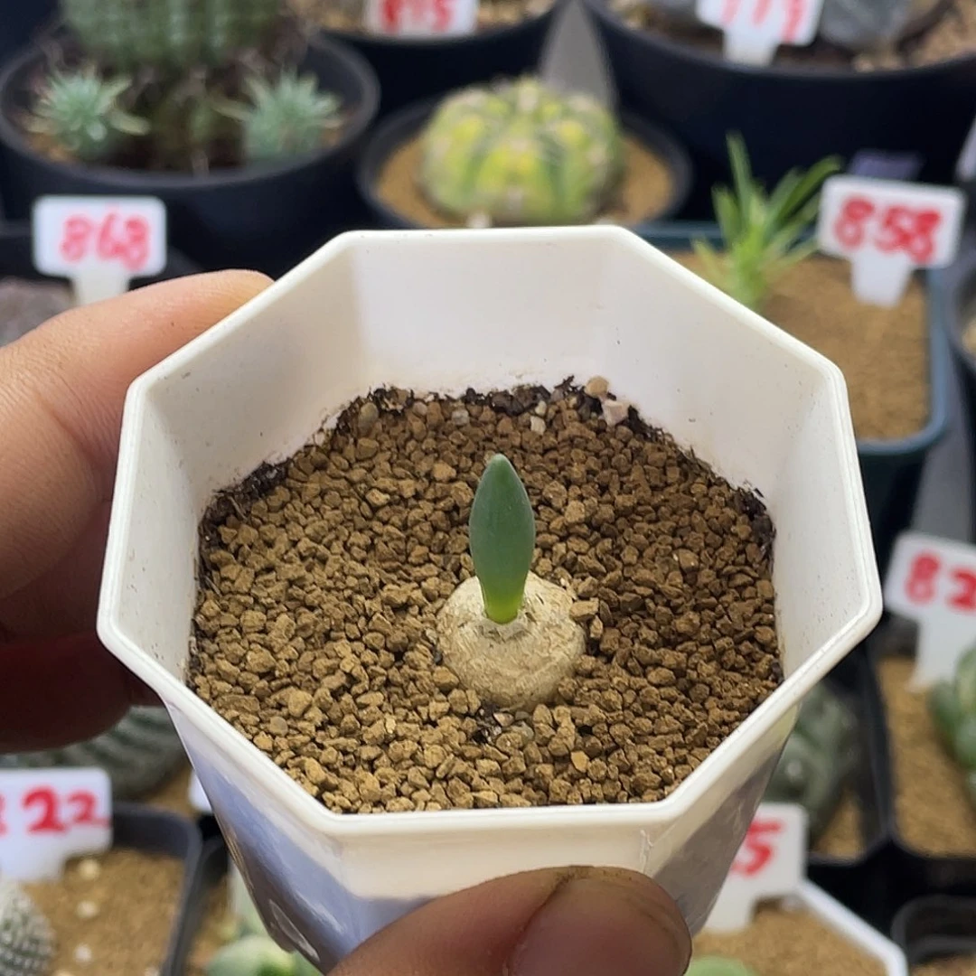 实生金箍棒弹簧草包邮