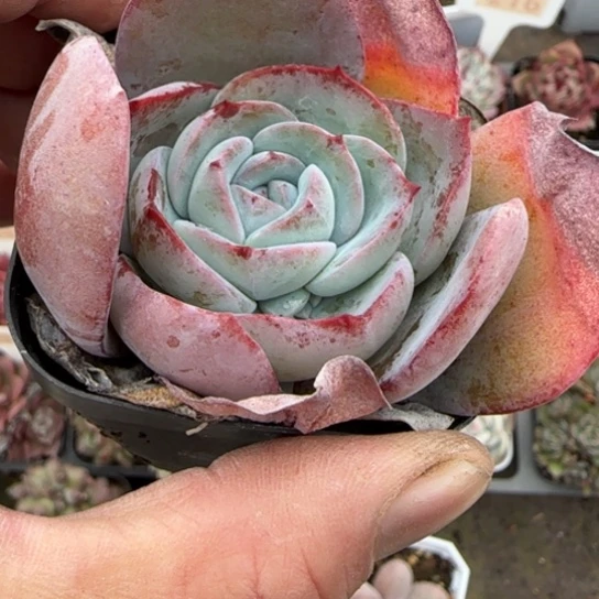 157布鲁蓝多肉植物多