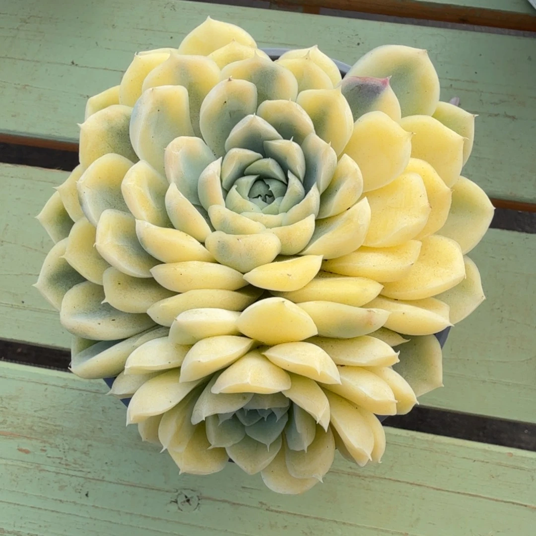 月影锦锦上园艺一物一拍