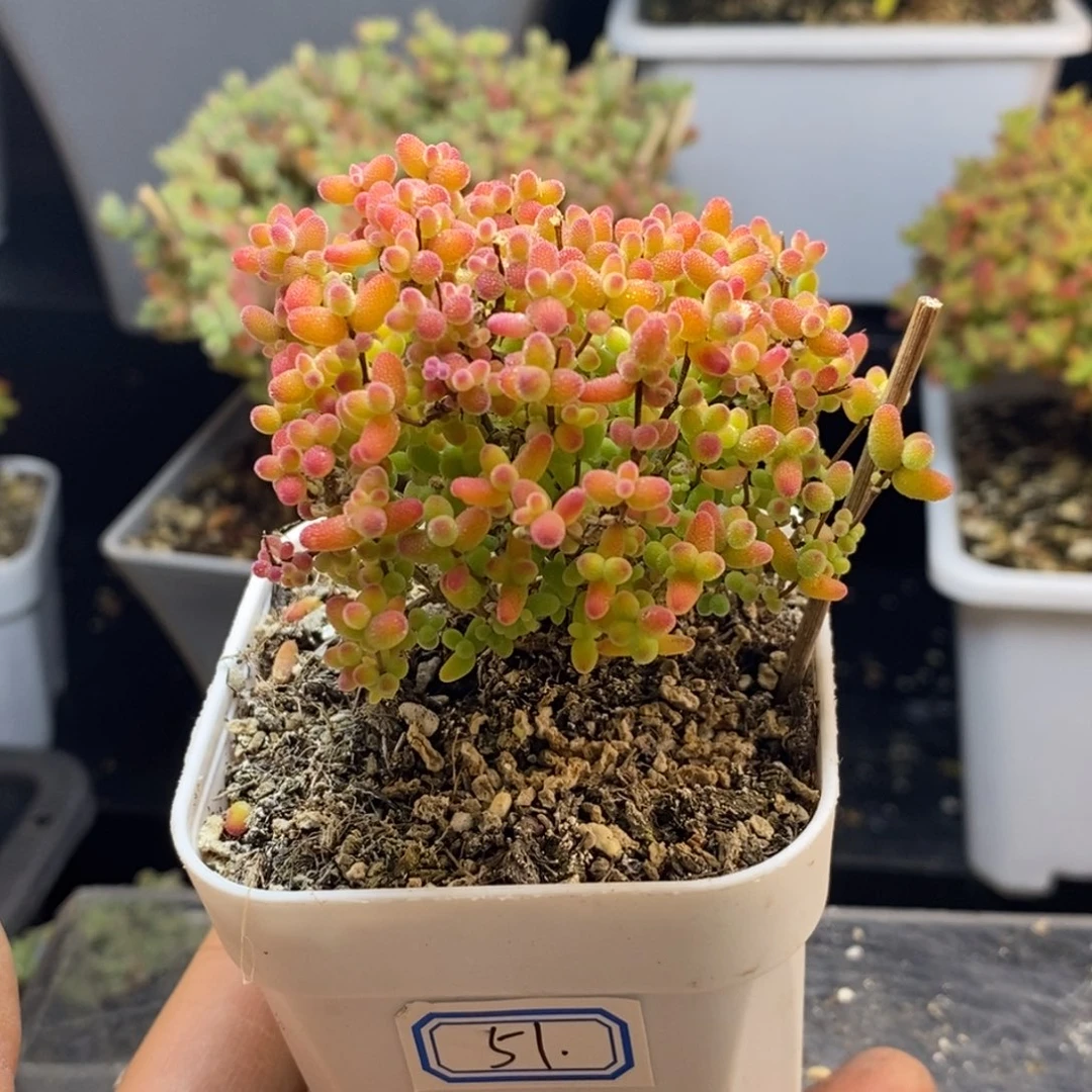 完全开放51号蜜橘（6.5cm）