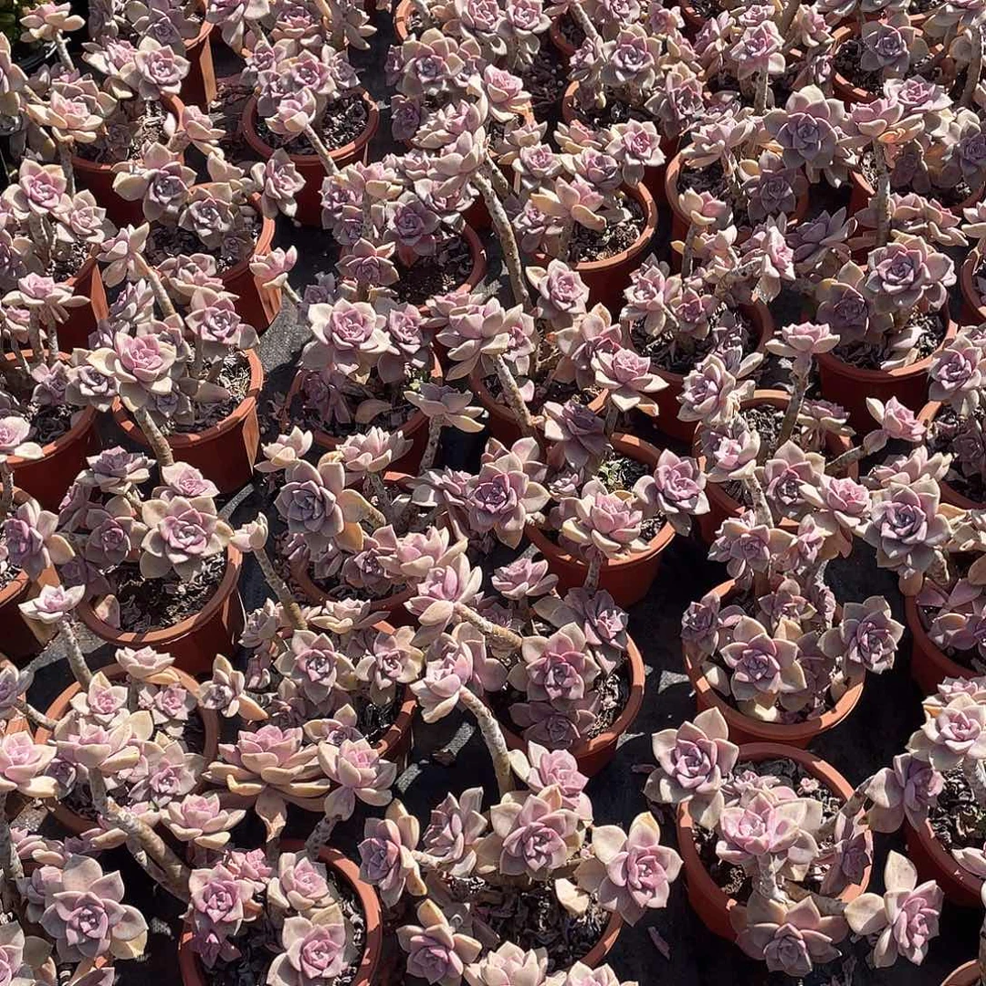 紫乐9.9米 量拍多肉