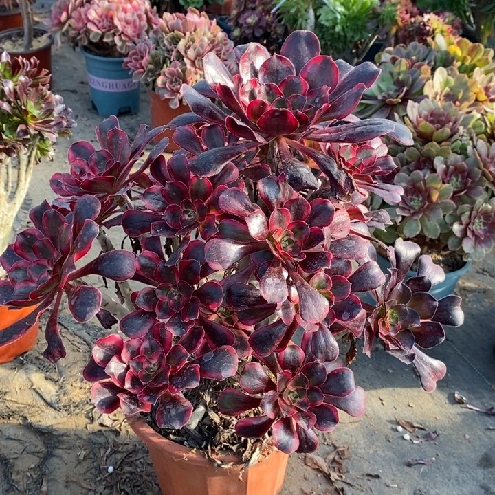 丽娜多肉植物15。