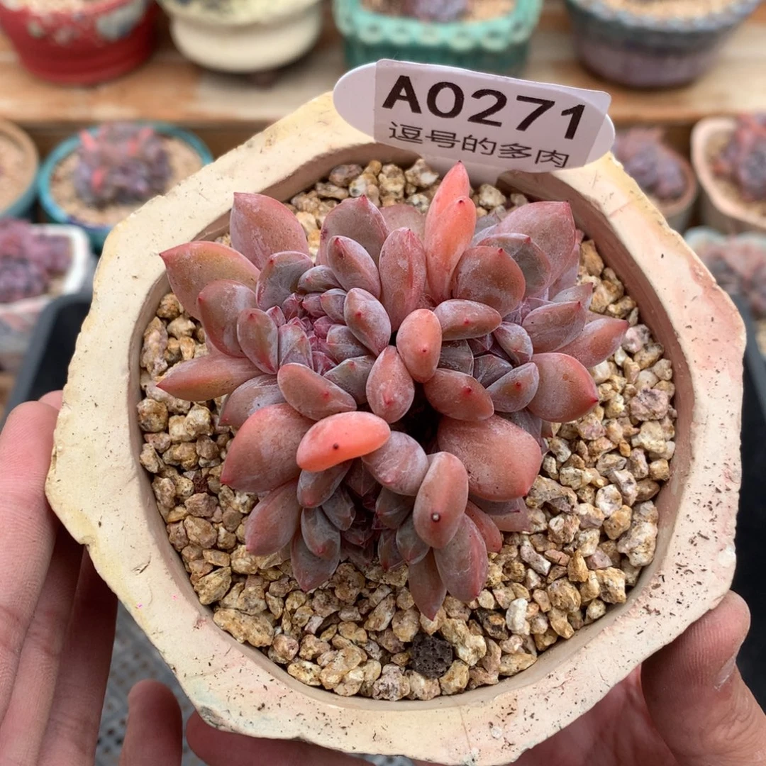 A0271 石榴籽群缀 有砍 7.5cm