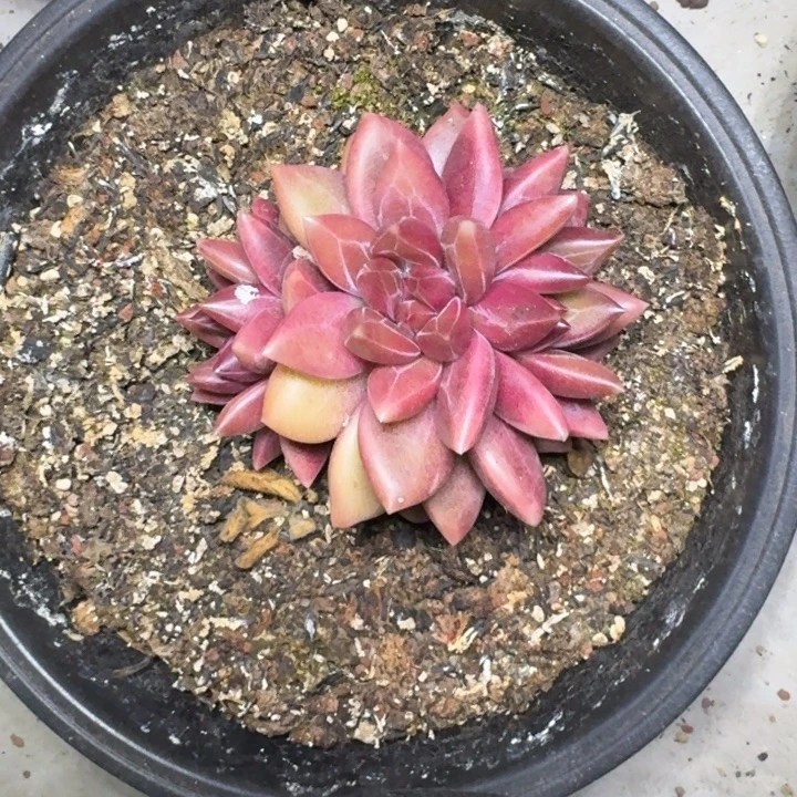 迷雾泡泡 3头 一物一拍