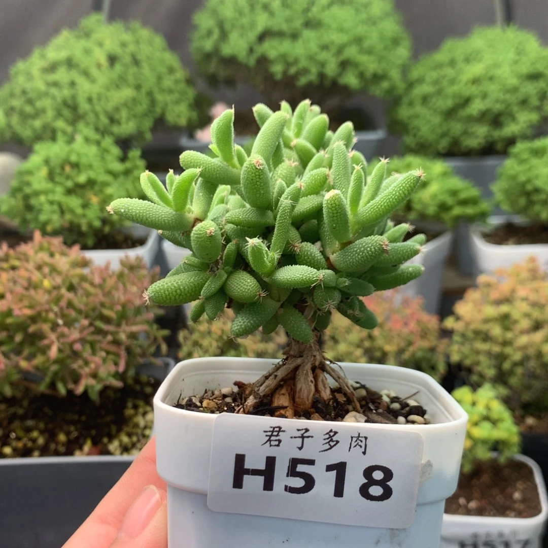 518玉米。