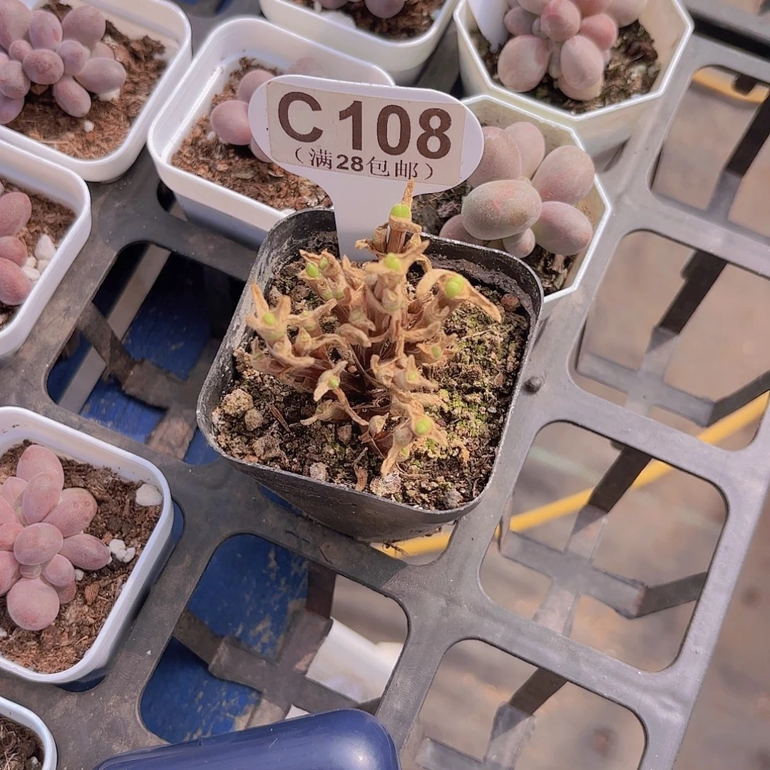 十***笔C108短耳兔一物一拍
