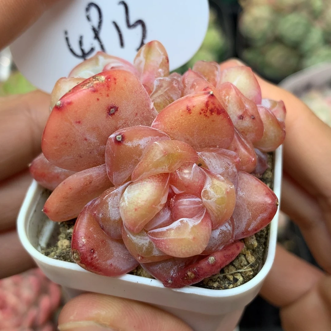 金雀珍妮3头群4913