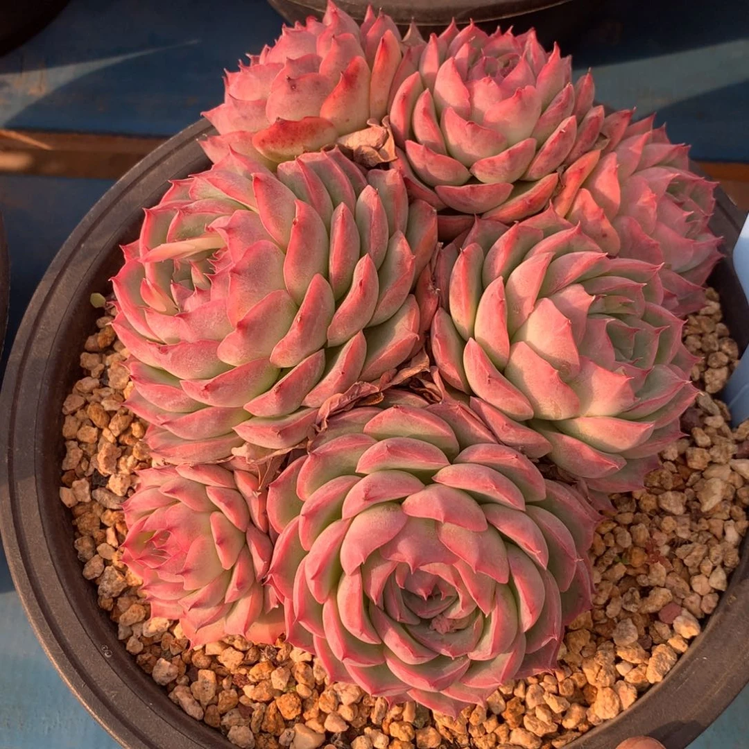 J****o350212-03侧影不包整