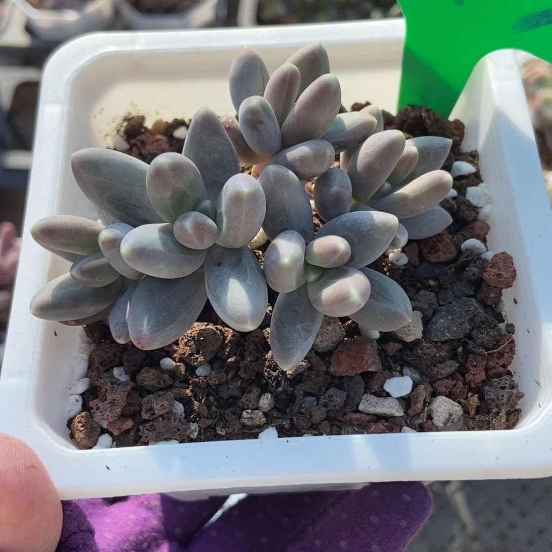 993乌拉奶多肉植物多肉