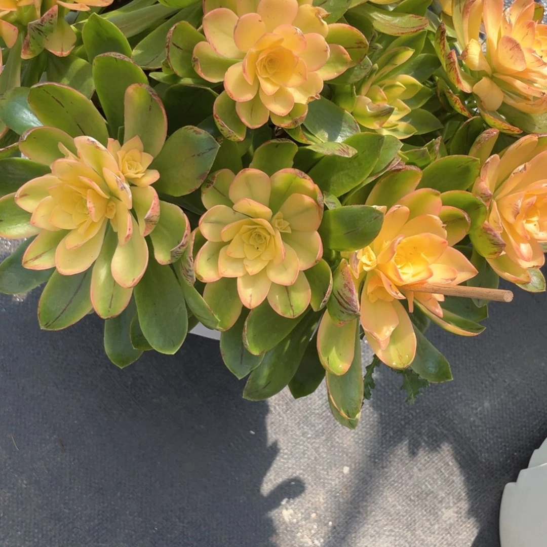 花****?荷花法师完美手捧