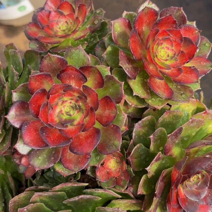 哈哈多肉葡萄福利278