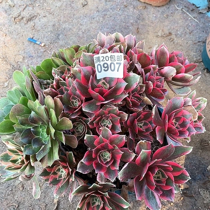 0907 一颗妖月法师