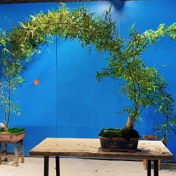 國**贴小叶簕竹一物一拍