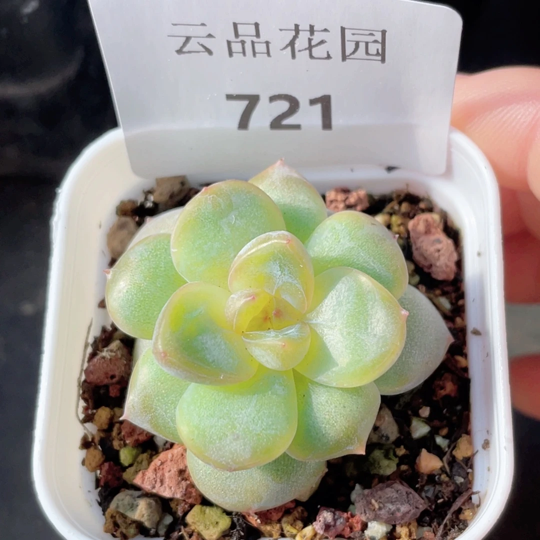 721号糖心冰心珍妮