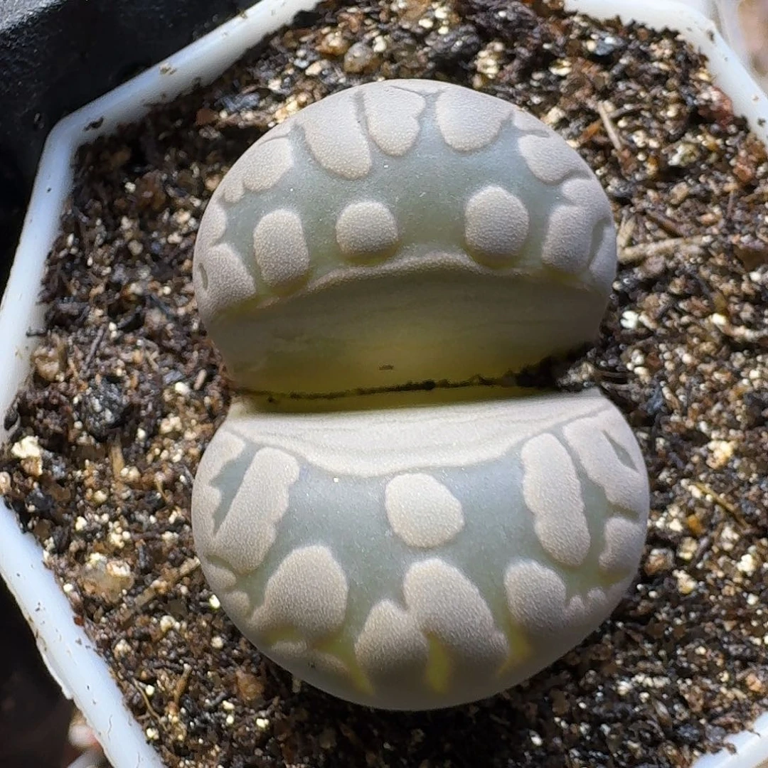 生石花33:：：。  101