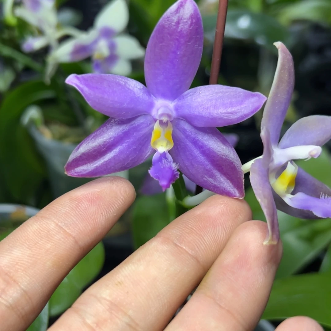 完全开放l802三寸ys1199