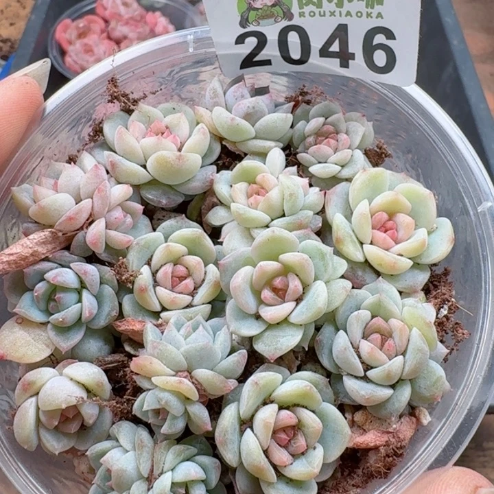 ?****?多肉植物多肉植物