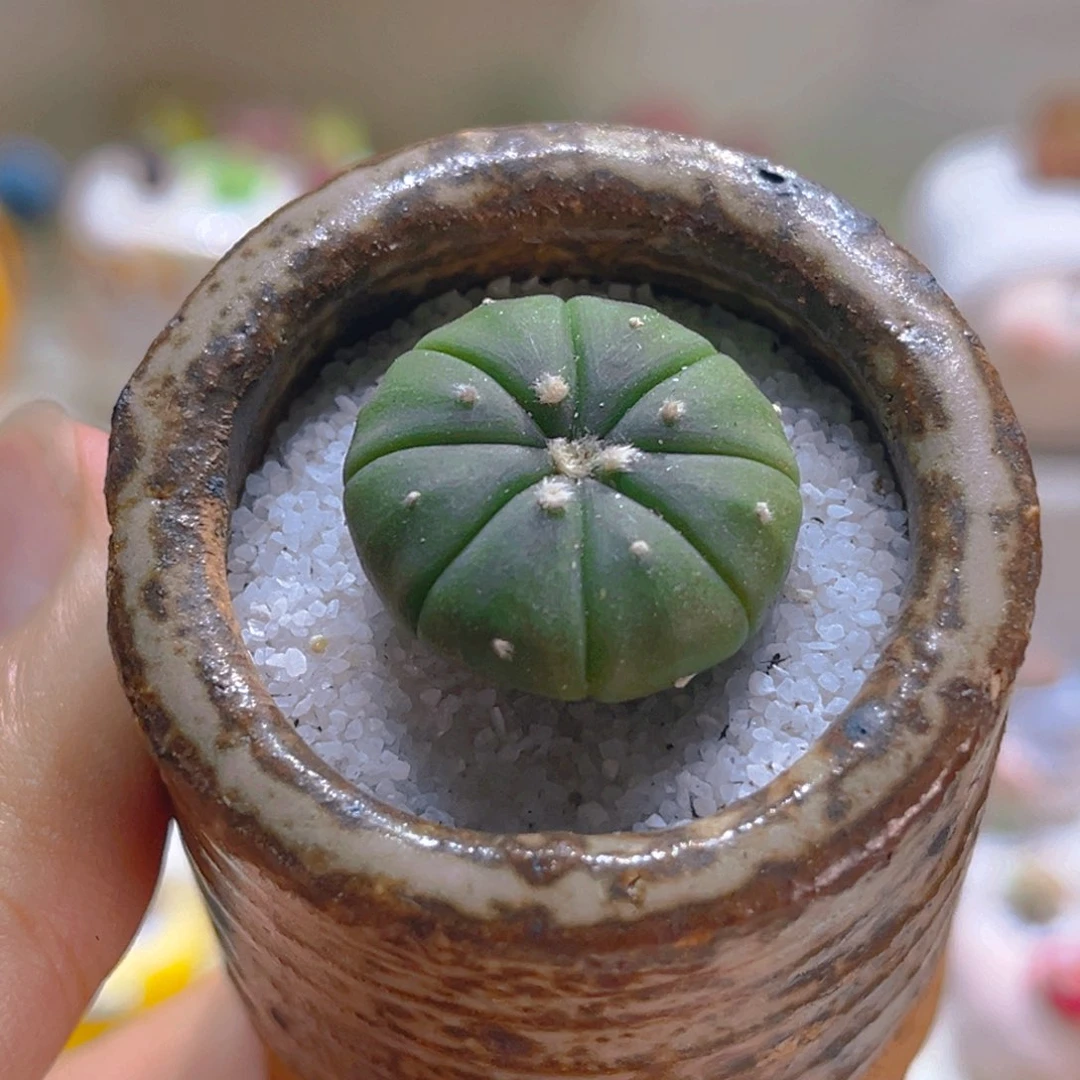 028星兜带盆带土手工盆
