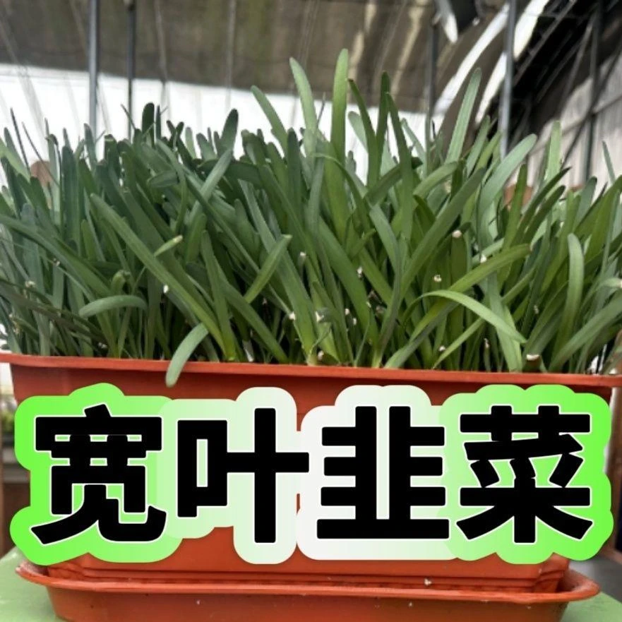 新韭菜根大宽叶韭菜根苗庭院阳台四季皆可种植耐独根红宽叶韭菜根