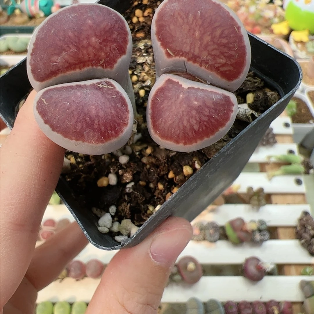 【闪购商品】337 腿长福利