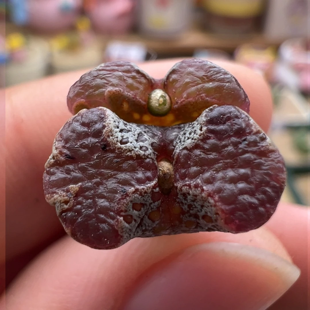 176. 江南优选全窗超蝶