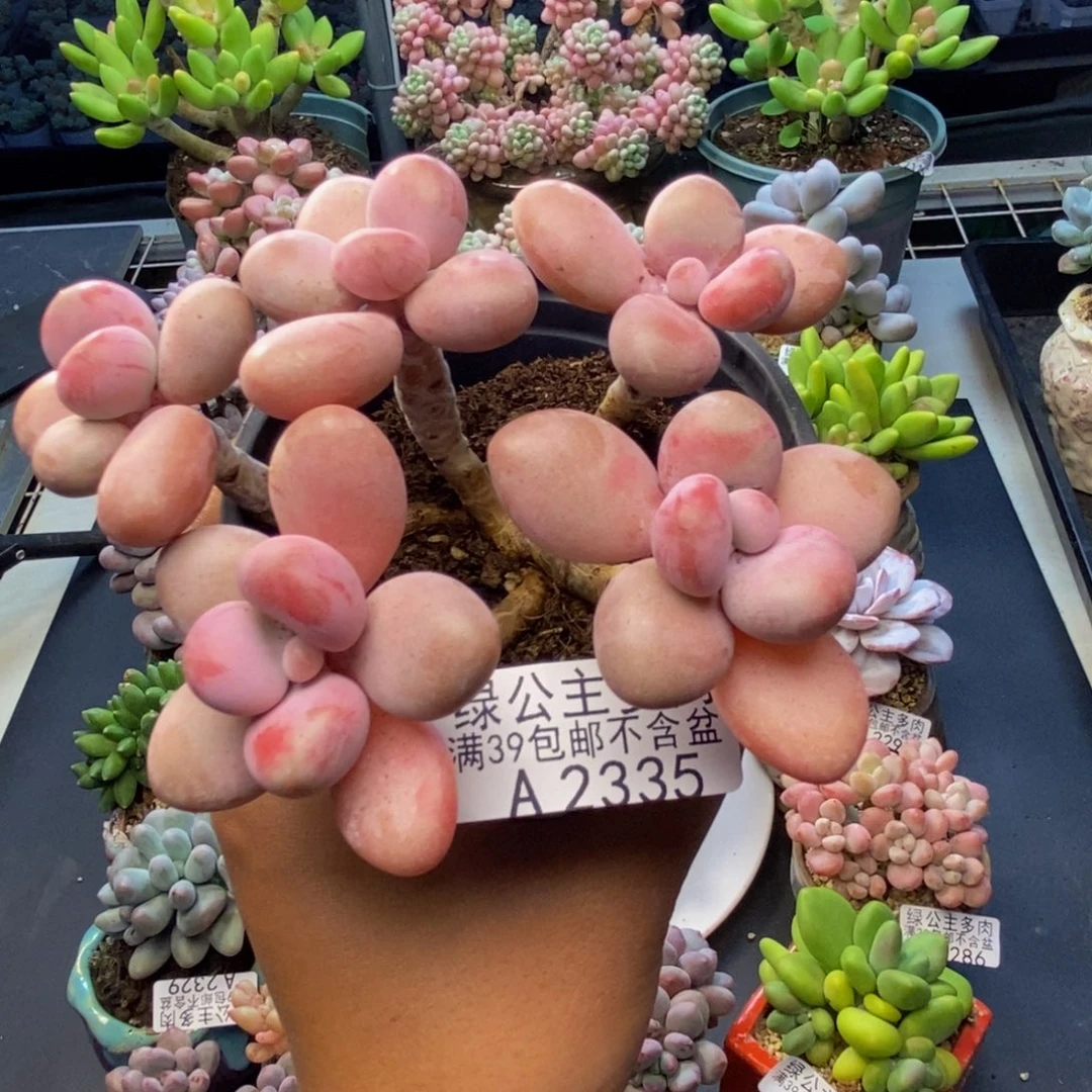 335糖果桃蛋多肉8c m