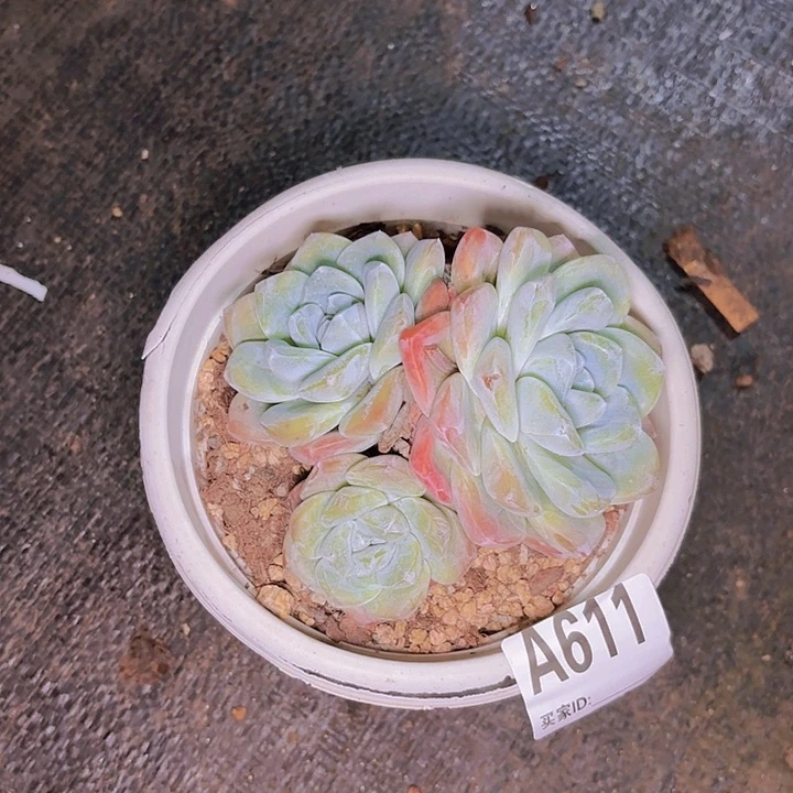 容*冰玉一物一拍A611