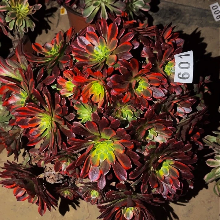 601朝霞多肉植物