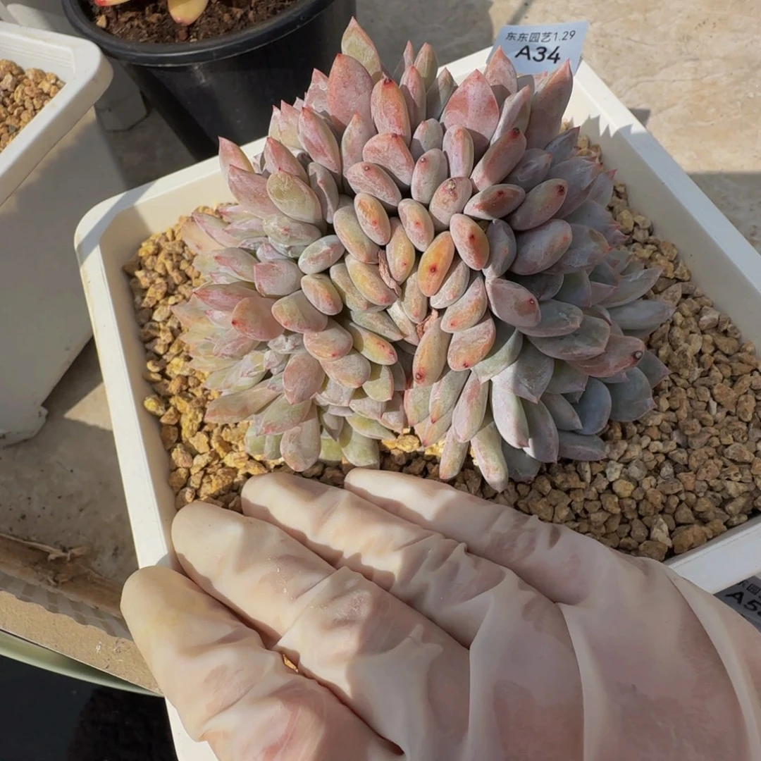 可*a 34号一物一拍呀