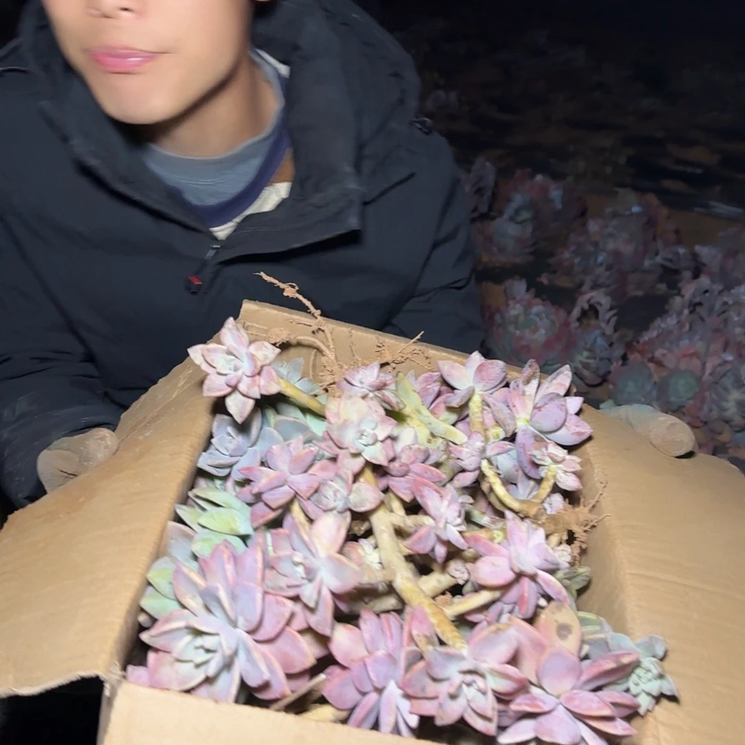 箱拍紫雾多肉轻微断肢不售后看好在拍