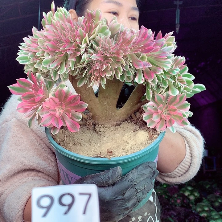 柒柒精品多肉脱土发货不包断侧枝997