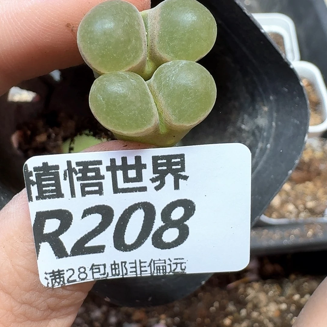 多肉植物多肉植物