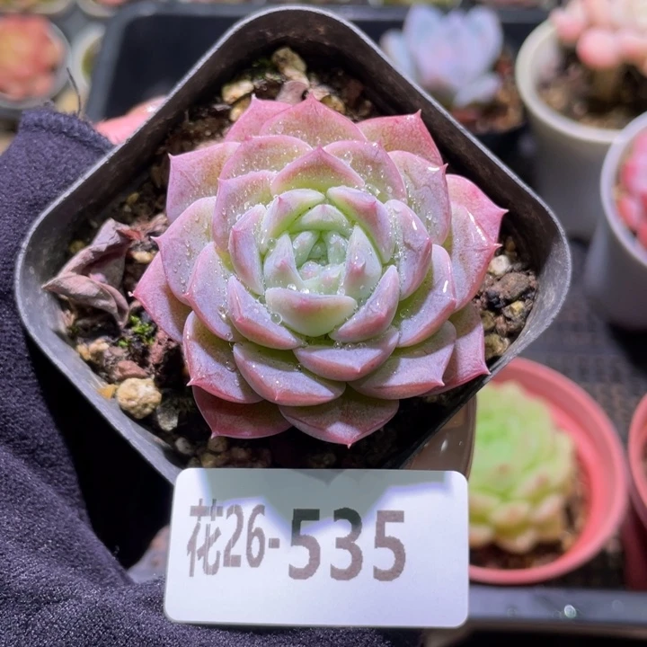 花利美26-535纯爱