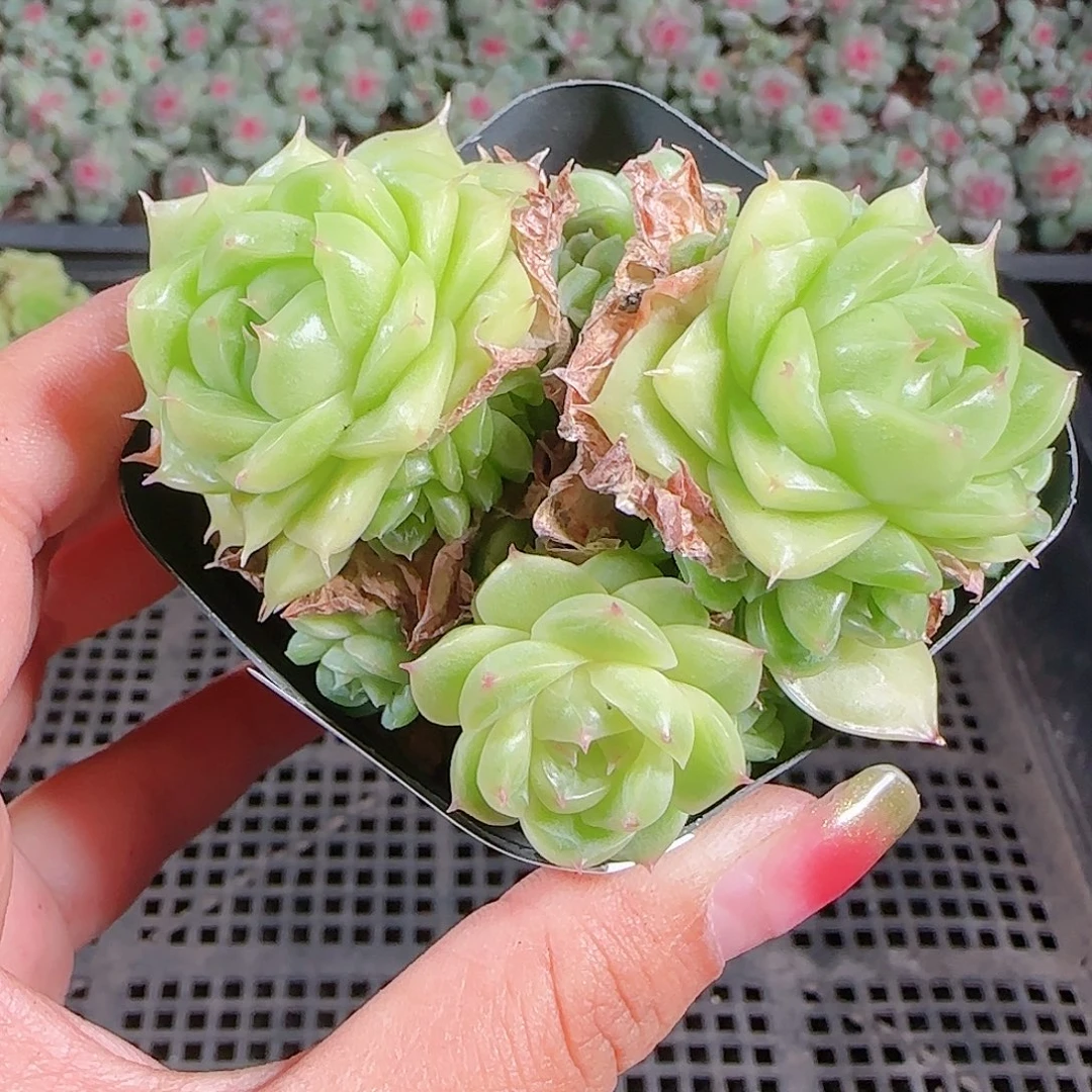 0923-154麦秆优选不包整