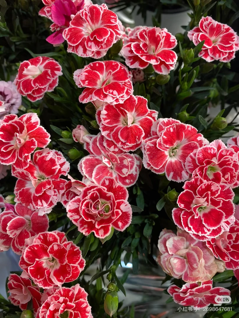 【重瓣甜心奥斯卡】11厘米口径耐寒欧地被彩虹石竹草坪苗花卉