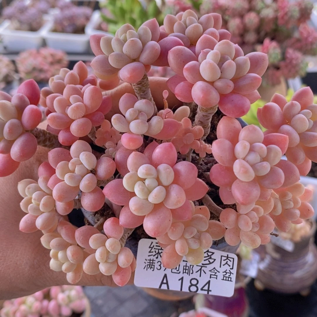 鱼子酱老桩12cm184多肉植物